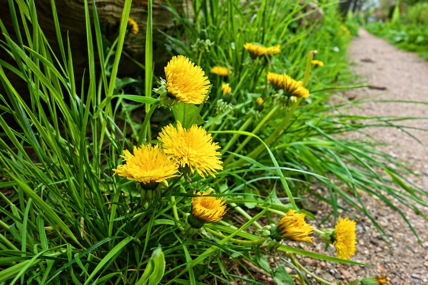 erco-wildkrautbuersten-loewenzahn